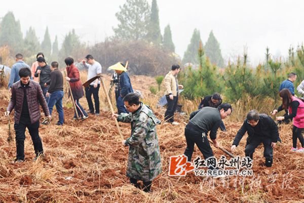 新葡萄8883官网amg老师们热火朝天地挥锄种金槐