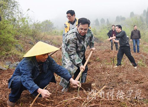 新葡萄8883官网amg党委书记陈弘与潮水铺村村支书一同种下金槐树苗。